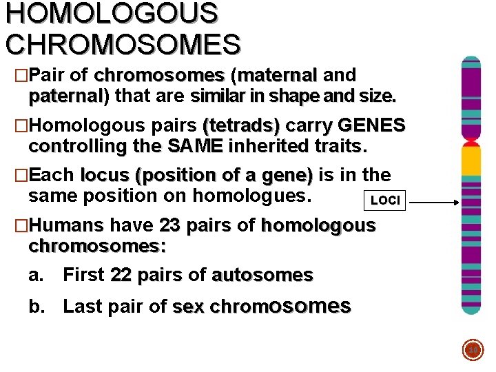 HOMOLOGOUS CHROMOSOMES �Pair of chromosomes (maternal and paternal) paternal that are similar in shape