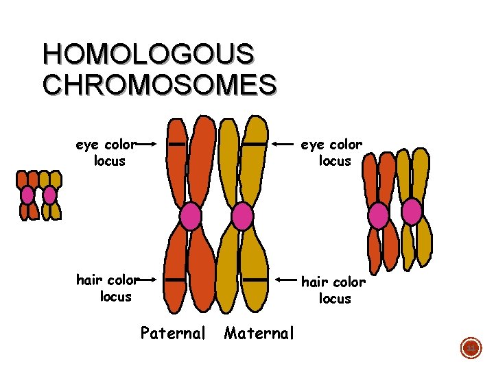 HOMOLOGOUS CHROMOSOMES eye color locus hair color locus Paternal Maternal 11 