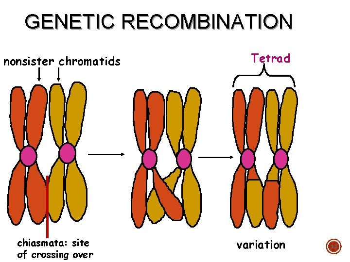 GENETIC RECOMBINATION nonsister chromatids chiasmata: site of crossing over Tetrad variation 13 