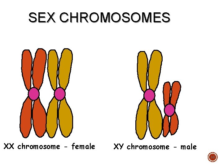 SEX CHROMOSOMES XX chromosome - female XY chromosome - male 15 