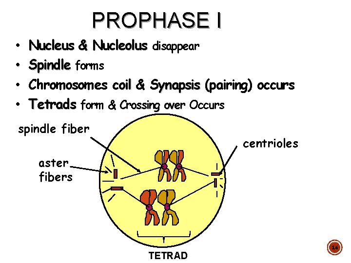 PROPHASE I • • Nucleus & Nucleolus disappear Spindle forms Chromosomes coil & Synapsis