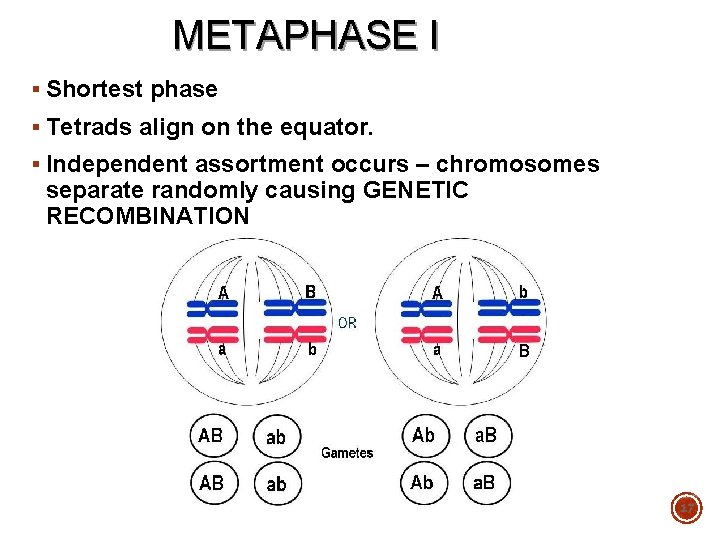 METAPHASE I § Shortest phase § Tetrads align on the equator. § Independent assortment