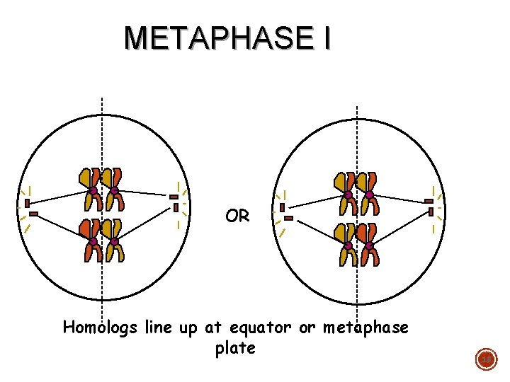 METAPHASE I OR Homologs line up at equator or metaphase plate 18 