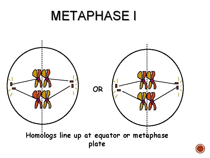 METAPHASE I OR Homologs line up at equator or metaphase plate 18 
