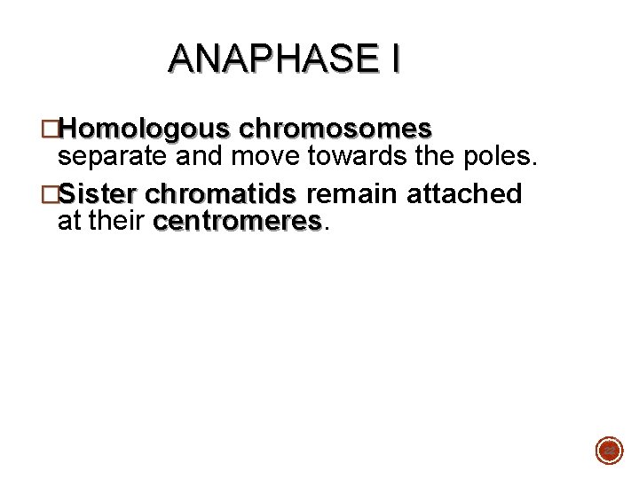 ANAPHASE I �Homologous chromosomes separate and move towards the poles. �Sister chromatids remain attached