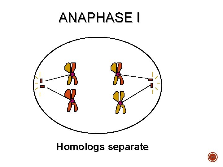 ANAPHASE I Homologs separate 23 