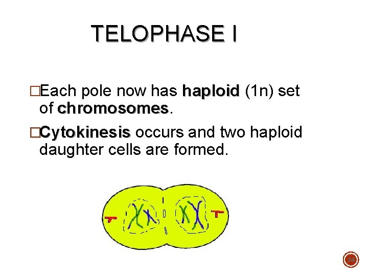 TELOPHASE I �Each pole now has haploid (1 n) set of chromosomes �Cytokinesis occurs