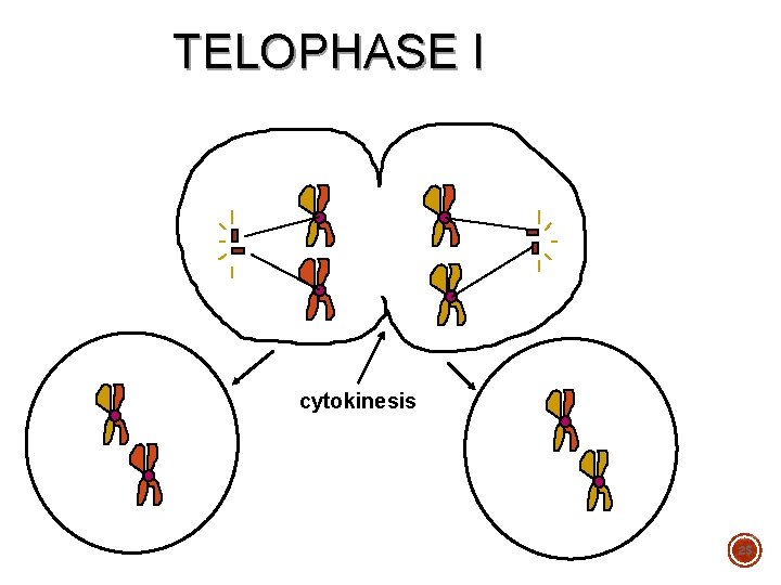 TELOPHASE I cytokinesis 25 