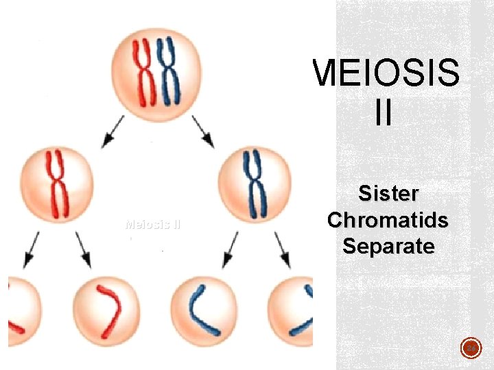 MEIOSIS II Meiosis II Sister Chromatids Separate 26 