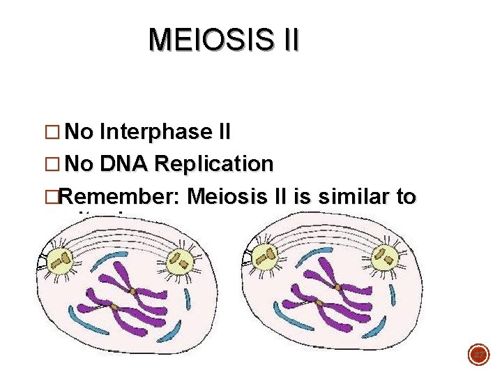 MEIOSIS II � No Interphase II � No DNA Replication �Remember: Meiosis II is