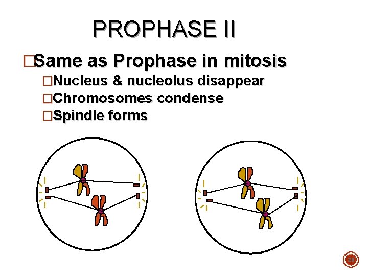 PROPHASE II �Same as Prophase in mitosis �Nucleus & nucleolus disappear �Chromosomes condense �Spindle