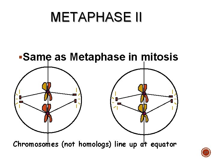 METAPHASE II §Same as Metaphase in mitosis Chromosomes (not homologs) line up at equator