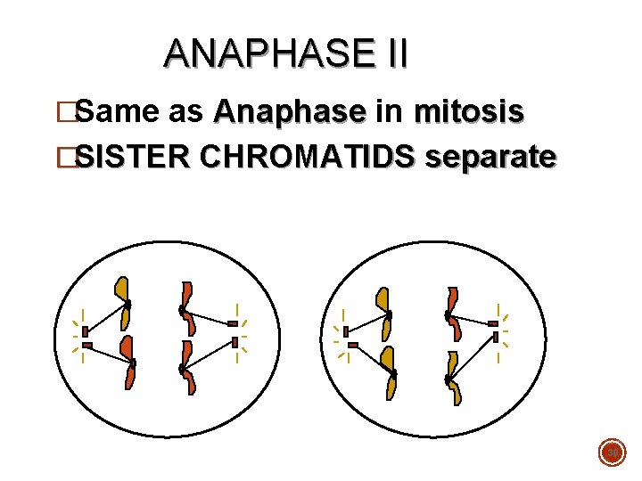 ANAPHASE II �Same as Anaphase in mitosis �SISTER CHROMATIDS separate 30 