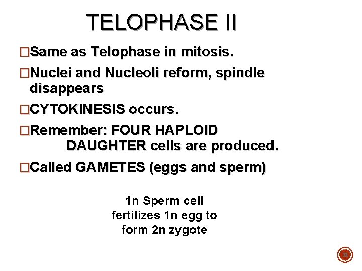 TELOPHASE II �Same as Telophase in mitosis. �Nuclei and Nucleoli reform, spindle disappears �CYTOKINESIS