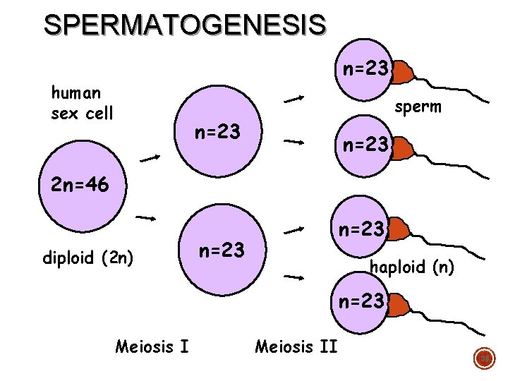 SPERMATOGENESIS n=23 human sex cell sperm n=23 2 n=46 diploid (2 n) n=23 haploid