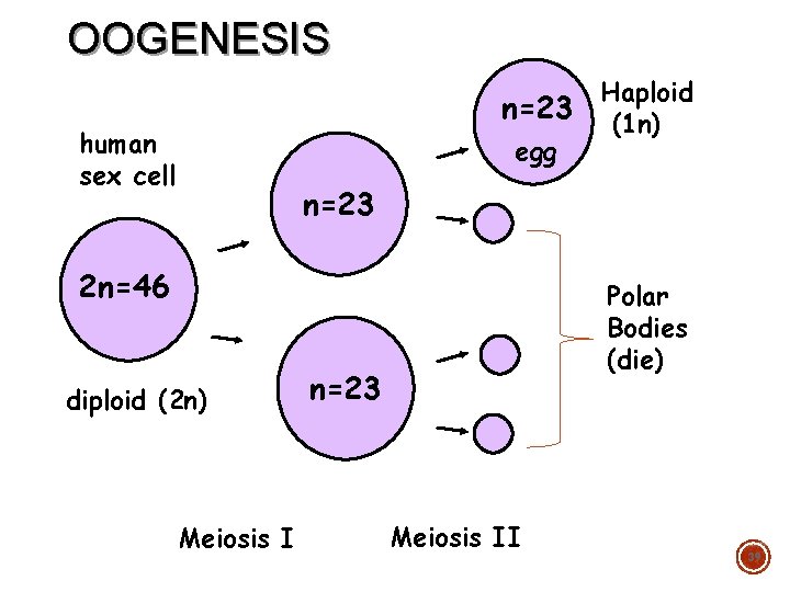 OOGENESIS n=23 human sex cell egg Haploid (1 n) n=23 2 n=46 diploid (2