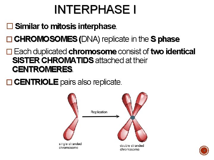 INTERPHASE I � Similar to mitosis interphase. � CHROMOSOMES (DNA) replicate in the S