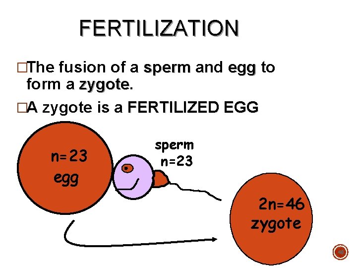 FERTILIZATION �The fusion of a sperm and egg to form a zygote �A zygote