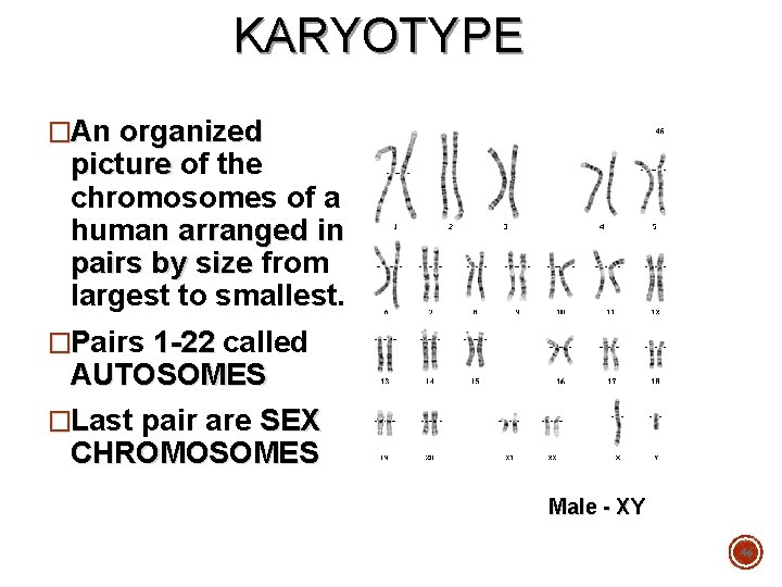 KARYOTYPE �An organized picture of the chromosomes of a human arranged in pairs by