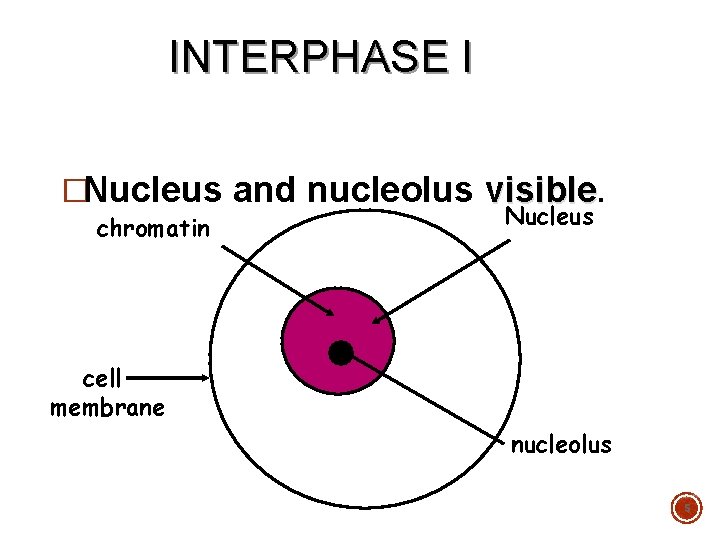 INTERPHASE I �Nucleus and nucleolus visible. chromatin Nucleus cell membrane nucleolus 5 
