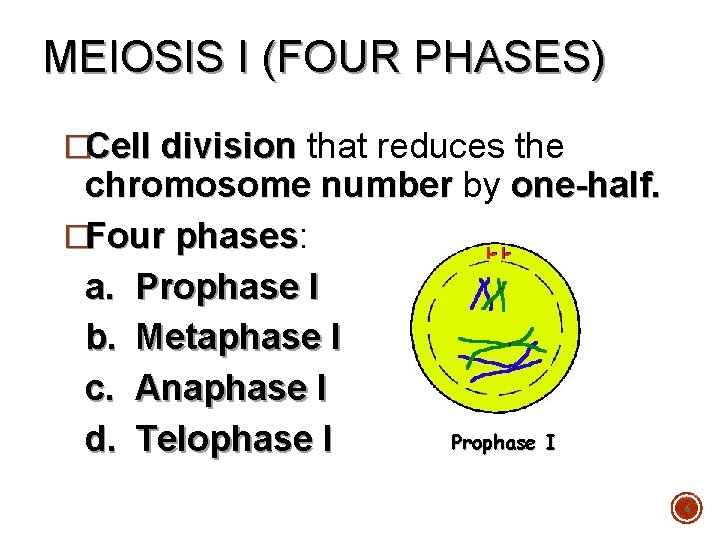 MEIOSIS I (FOUR PHASES) �Cell division that reduces the chromosome number by one-half. �Four