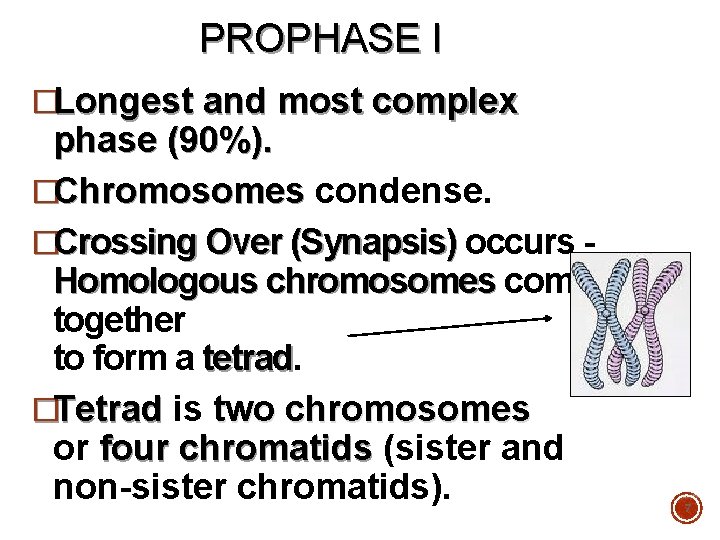 PROPHASE I �Longest and most complex phase (90%). �Chromosomes condense. �Crossing Over (Synapsis) occurs