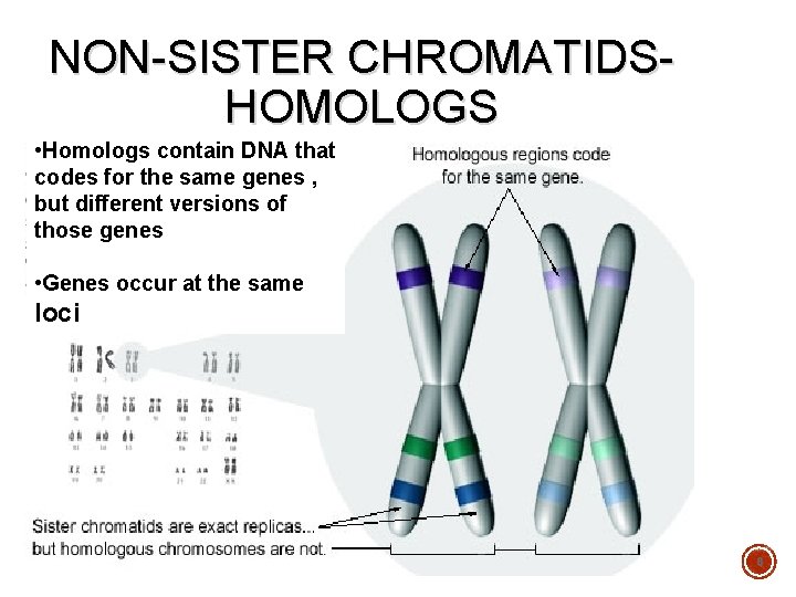 NON-SISTER CHROMATIDSHOMOLOGS • Homologs contain DNA that codes for the same genes , but