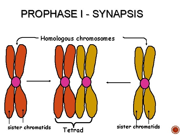 PROPHASE I - SYNAPSIS Homologous chromosomes sister chromatids Tetrad sister chromatids 9 