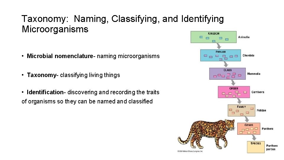 Taxonomy: Naming, Classifying, and Identifying Microorganisms • Microbial nomenclature- naming microorganisms • Taxonomy- classifying