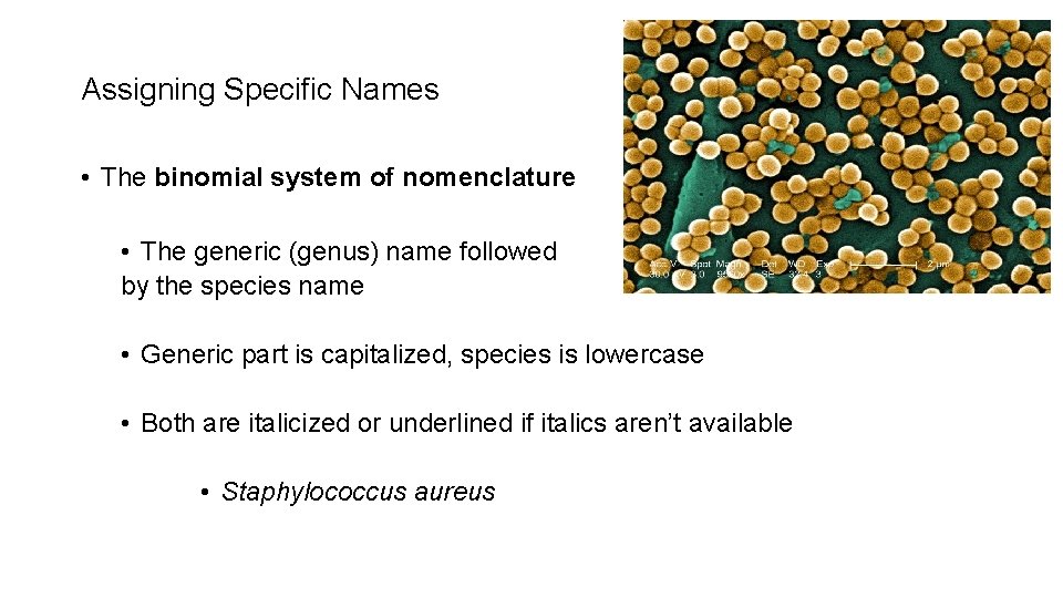 Assigning Specific Names • The binomial system of nomenclature • The generic (genus) name