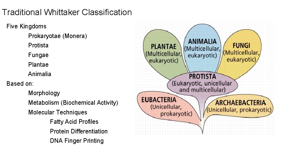 Traditional Whittaker Classification Five Kingdoms Prokaryotae (Monera) Protista Fungae Plantae Animalia Based on: Morphology