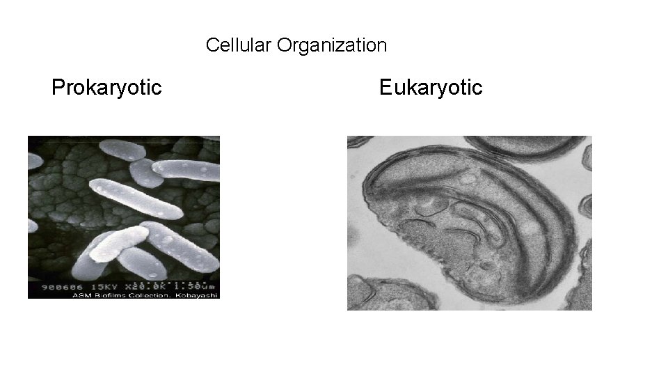 Cellular Organization Prokaryotic Eukaryotic 