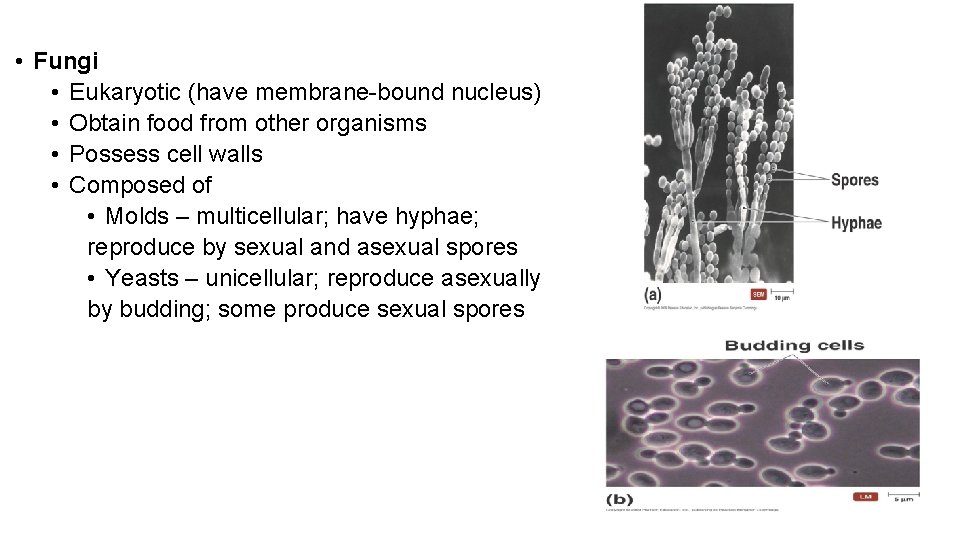  • Fungi • Eukaryotic (have membrane-bound nucleus) • Obtain food from other organisms