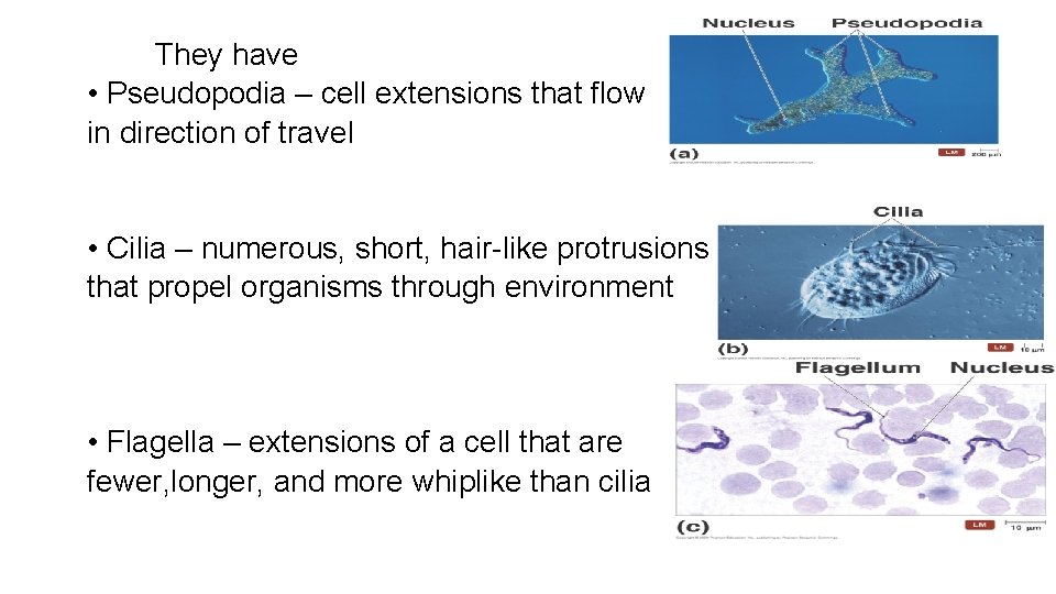They have • Pseudopodia – cell extensions that flow in direction of travel •
