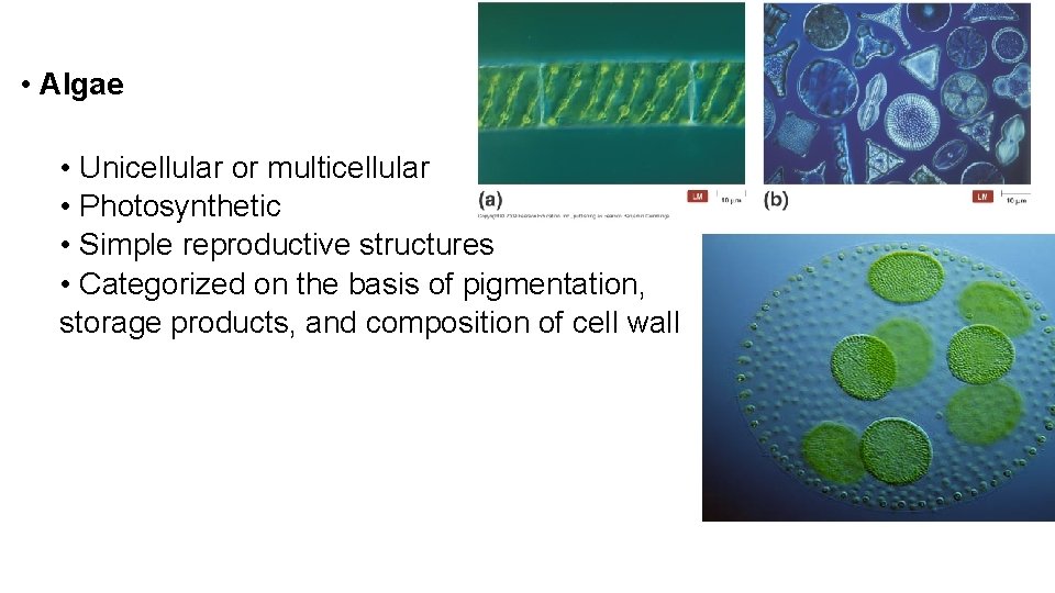 • Algae • Unicellular or multicellular • Photosynthetic • Simple reproductive structures •