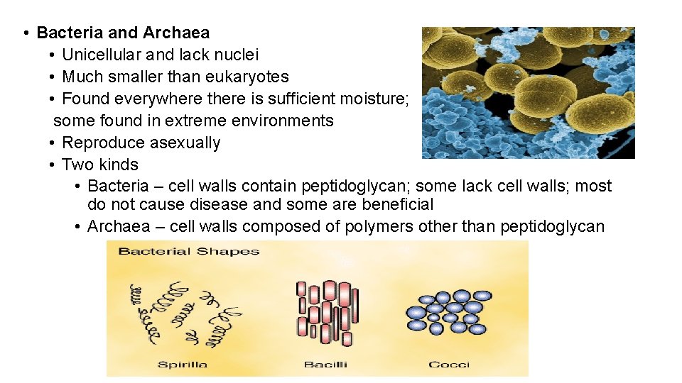  • Bacteria and Archaea • Unicellular and lack nuclei • Much smaller than