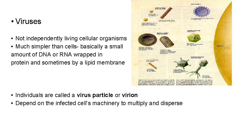  • Viruses • Not independently living cellular organisms • Much simpler than cells-