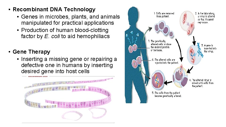  • Recombinant DNA Technology • Genes in microbes, plants, and animals manipulated for