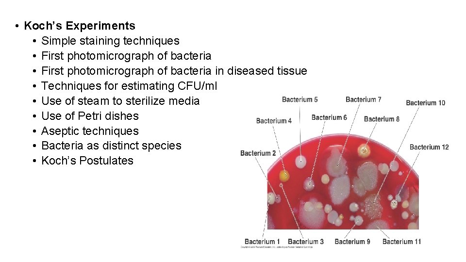  • Koch’s Experiments • Simple staining techniques • First photomicrograph of bacteria in