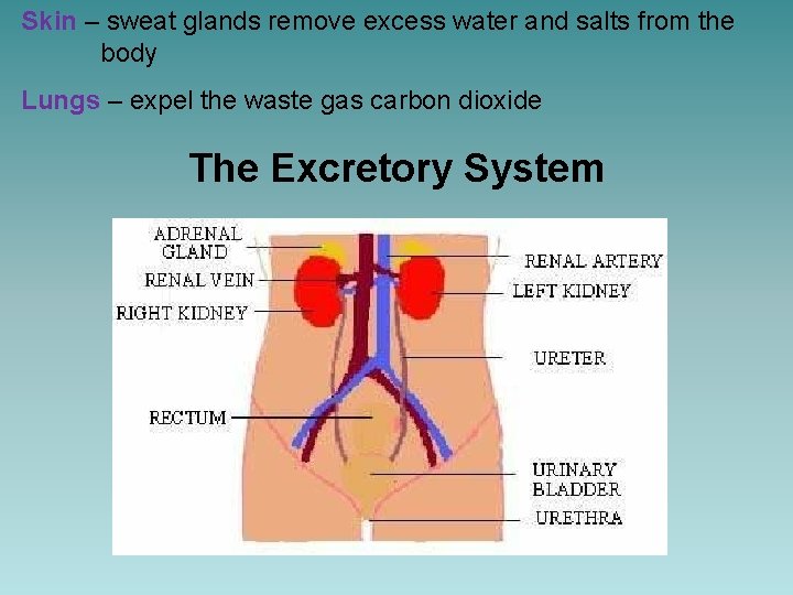 Skin – sweat glands remove excess water and salts from the body Lungs –