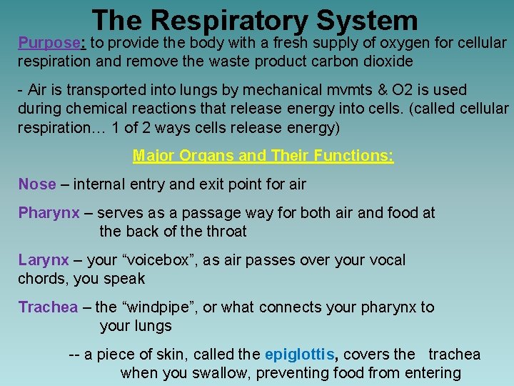 The Respiratory System Purpose: to provide the body with a fresh supply of oxygen