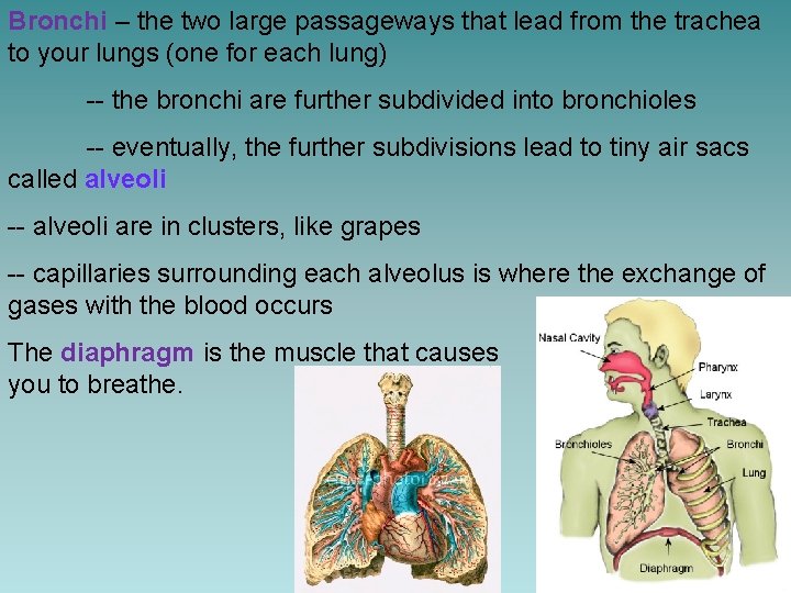 Bronchi – the two large passageways that lead from the trachea to your lungs