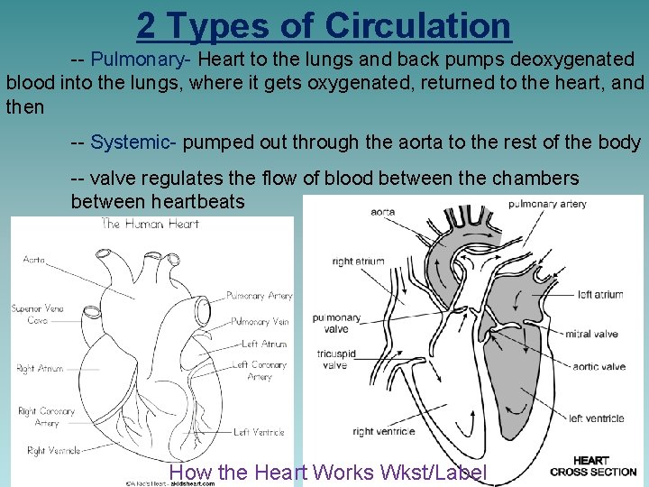 2 Types of Circulation -- Pulmonary- Heart to the lungs and back pumps deoxygenated