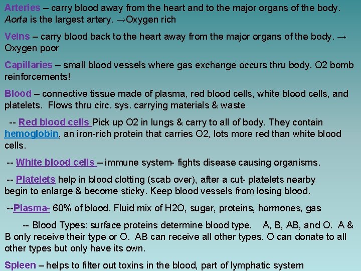 Arteries – carry blood away from the heart and to the major organs of