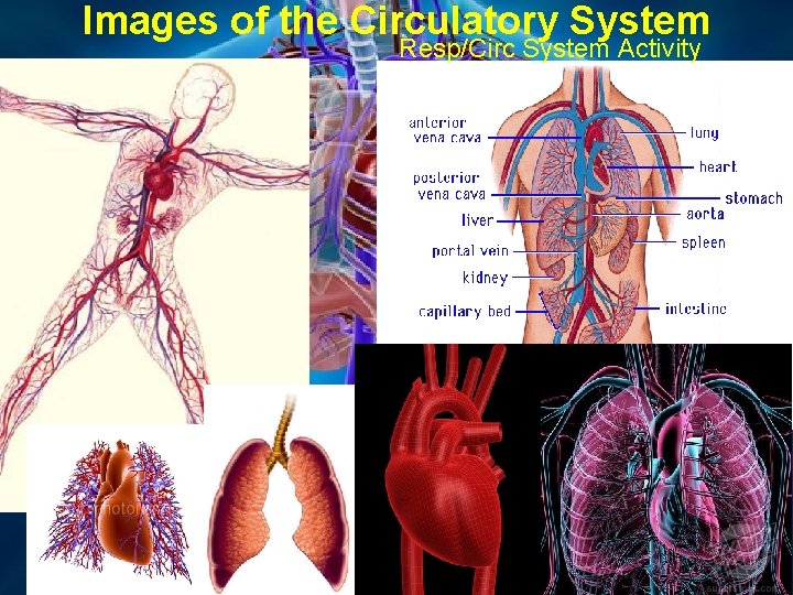 Images of the Circulatory System Resp/Circ System Activity 