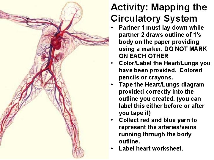 Activity: Mapping the Circulatory System • Partner 1 must lay down while partner 2