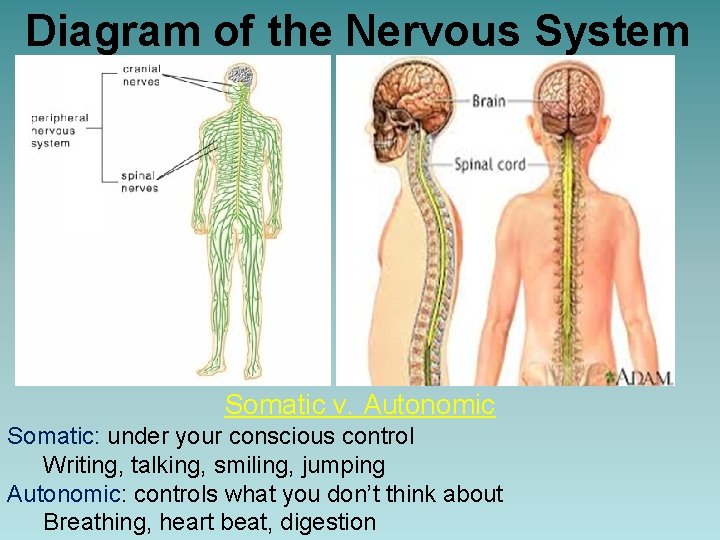 Diagram of the Nervous System Somatic v. Autonomic Somatic: under your conscious control Writing,