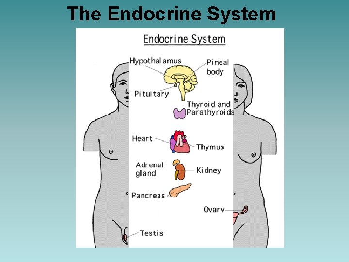 The Endocrine System 