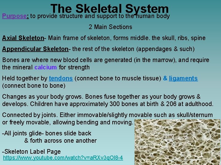 The Skeletal System Purpose: to provide structure and support to the human body 2