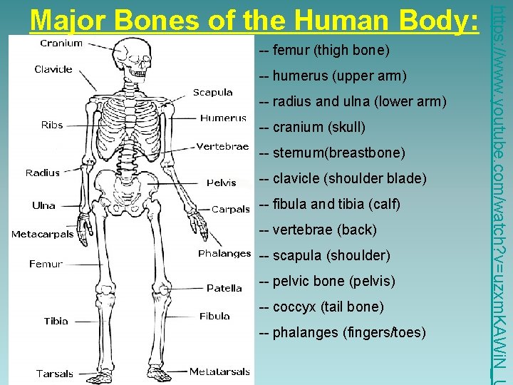 -- femur (thigh bone) -- humerus (upper arm) -- radius and ulna (lower arm)